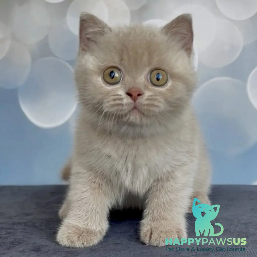Unik British Shorthair male fawn - live animals