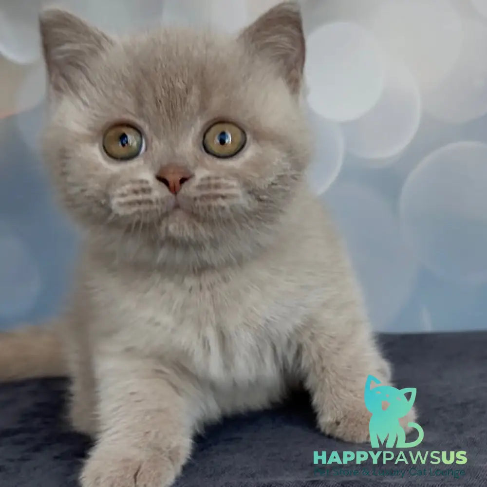 Unik British Shorthair male fawn - live animals