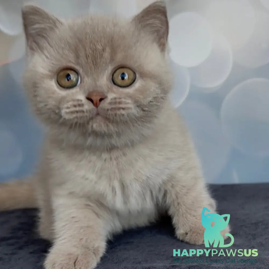 Unik British Shorthair male fawn - live animals