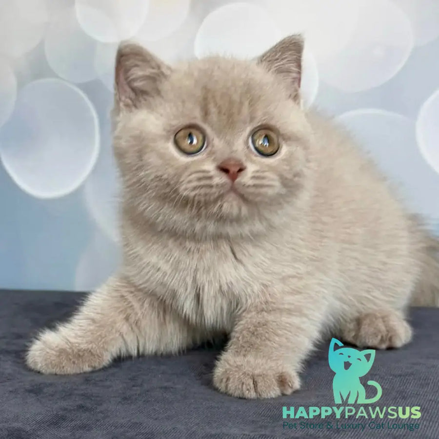 Unik British Shorthair male fawn - live animals