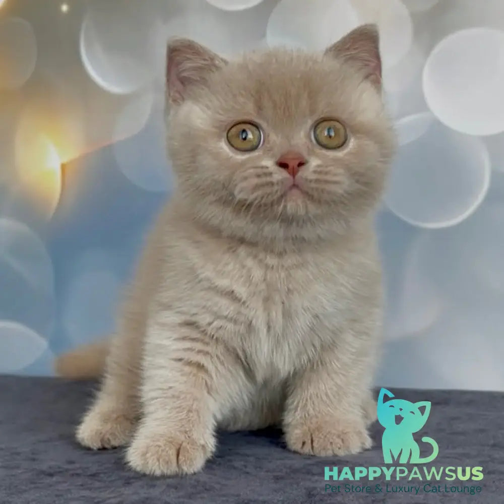 Unik British Shorthair male fawn - live animals