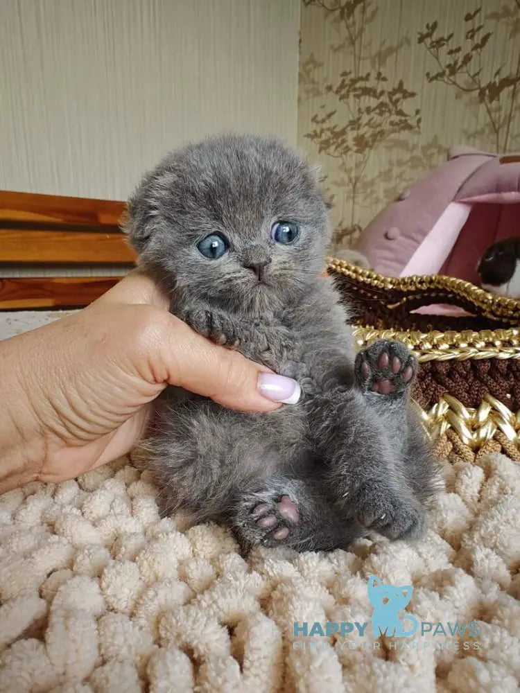 Unik Scottish Fold male blue live animals