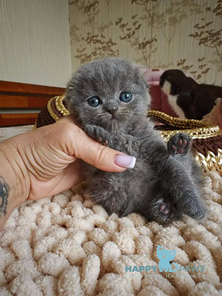 Unik Scottish Fold male blue live animals