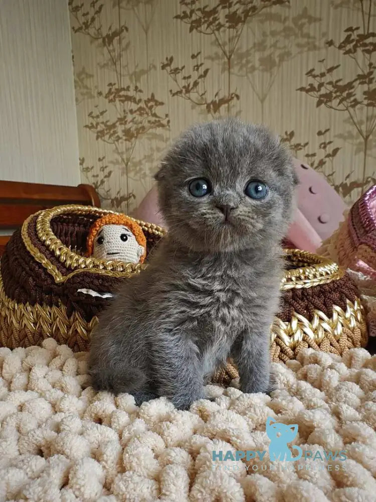 Unik Scottish Fold male blue live animals