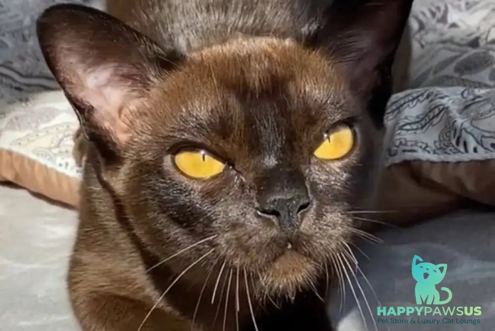 Unika Burmese female black - live animals