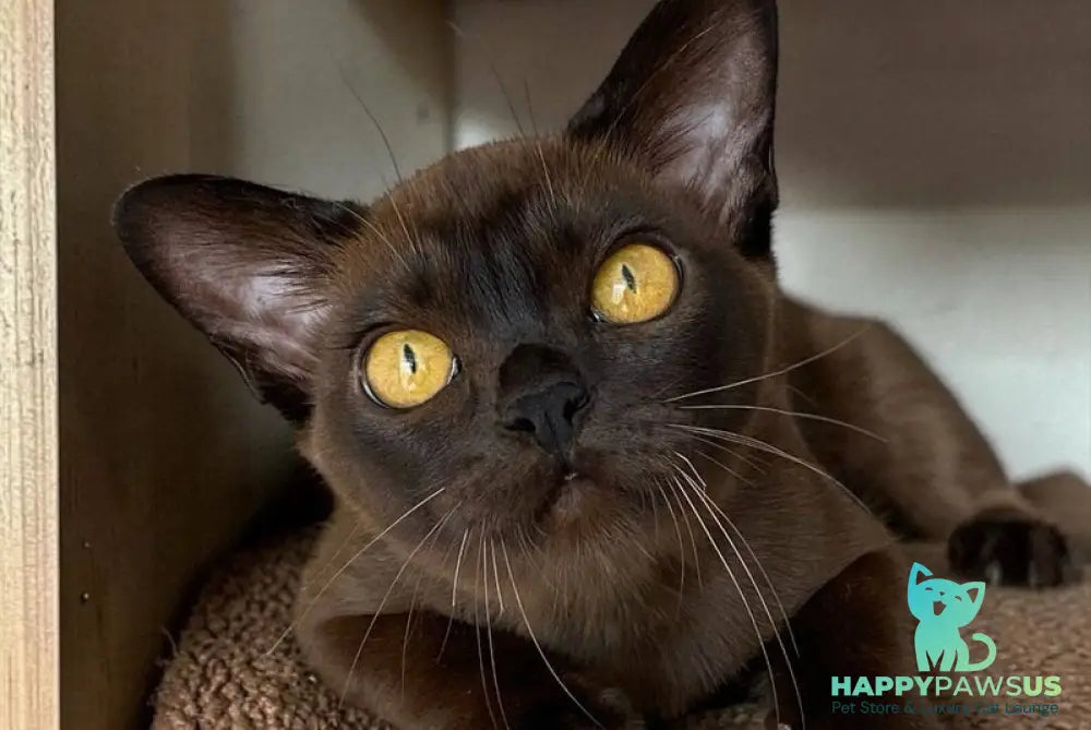 Unika Burmese female black - live animals