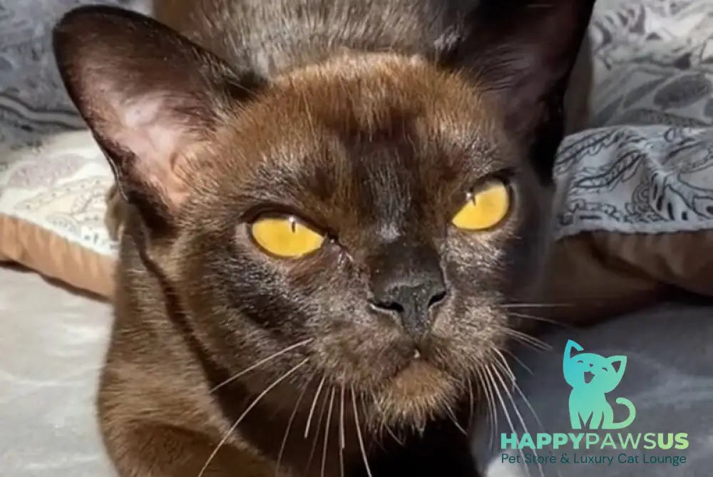 Unika Burmese female black - live animals