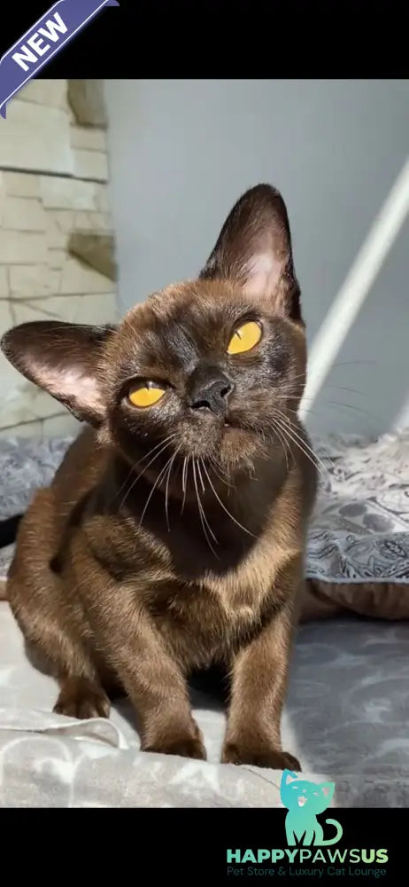 Unika Burmese female black - live animals