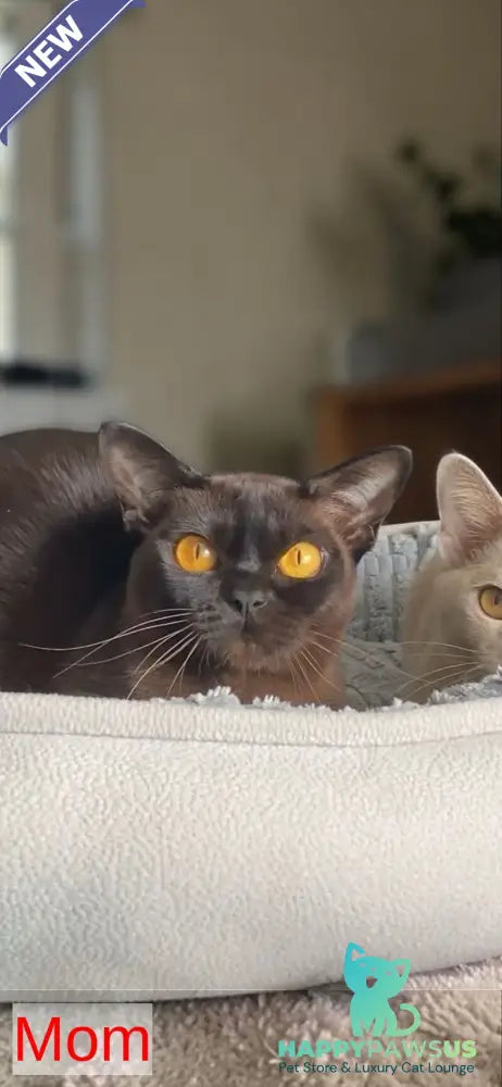 Unika Burmese female black - live animals