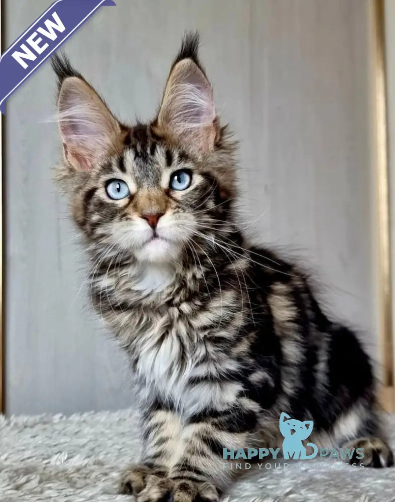 Unika Maine Coon polydactyl female black tabby live animals