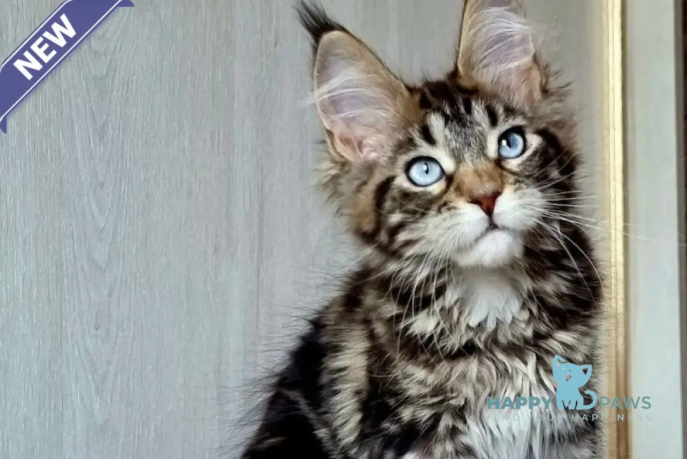 Unika Maine Coon polydactyl female black tabby live animals