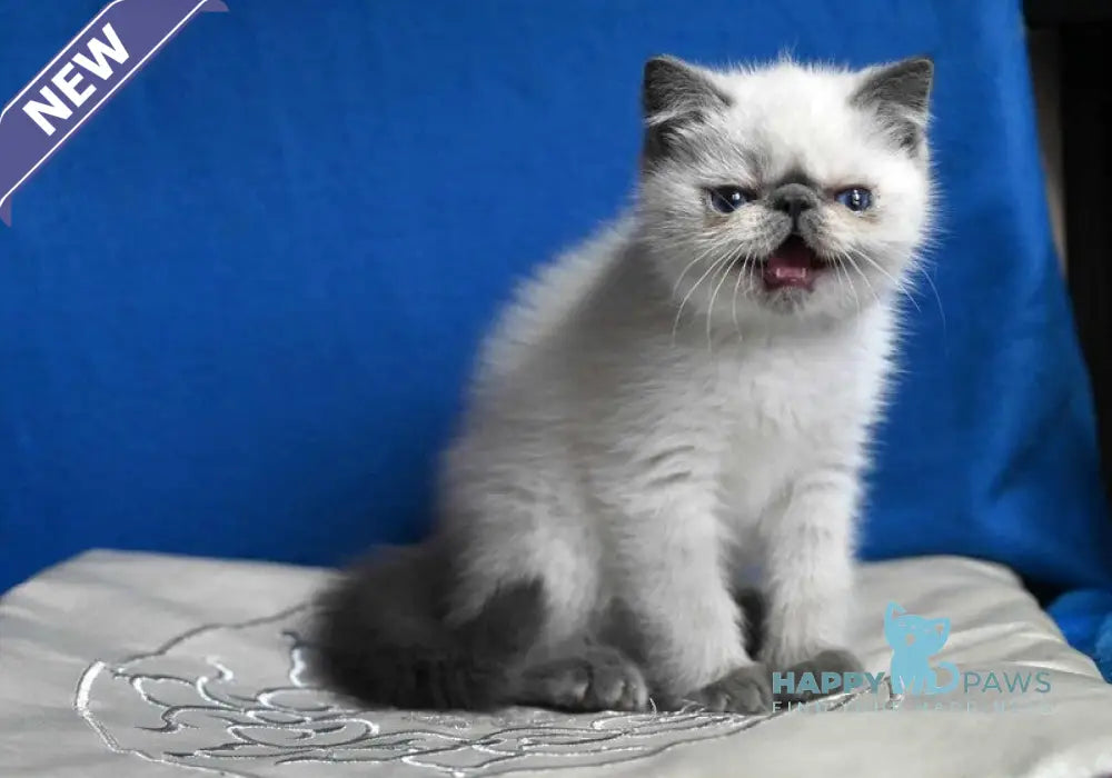 Unikum Exotic male blue pointed live animals