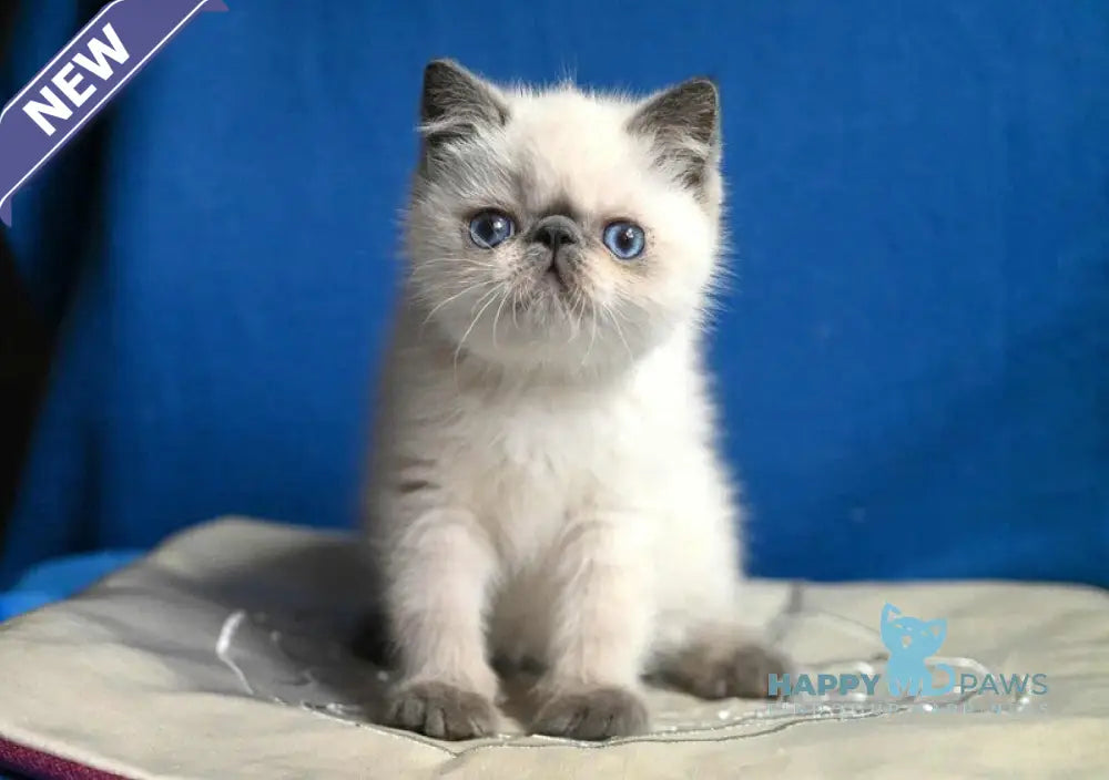 Unikum Exotic male blue pointed live animals