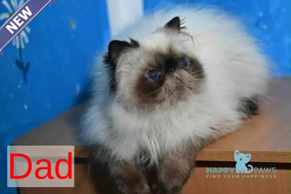 Unikum Exotic male blue pointed live animals