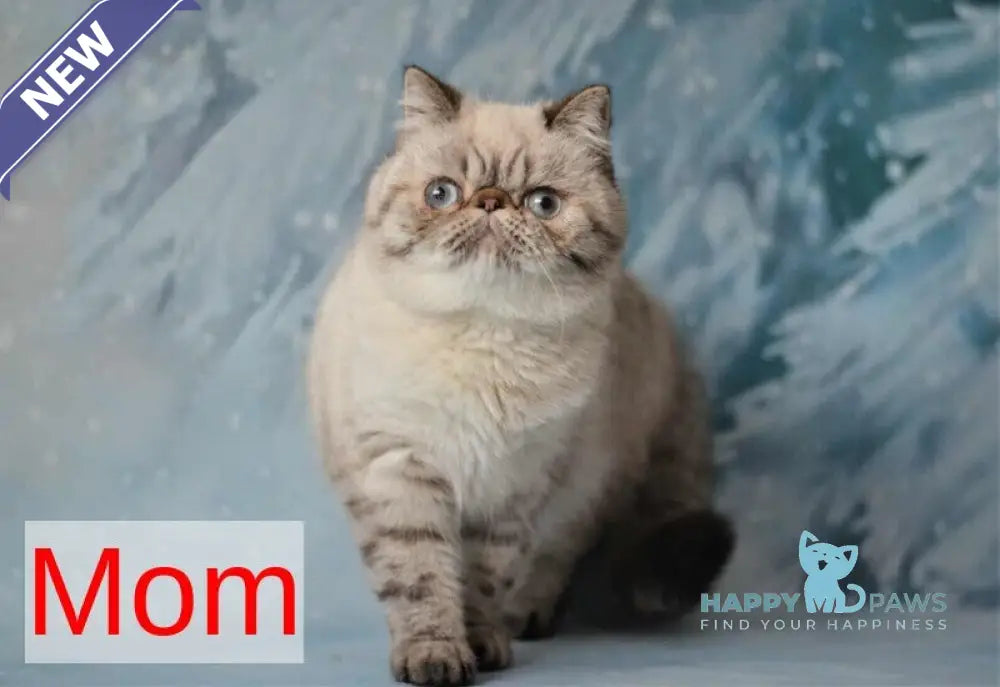 Unikum Exotic male blue pointed live animals