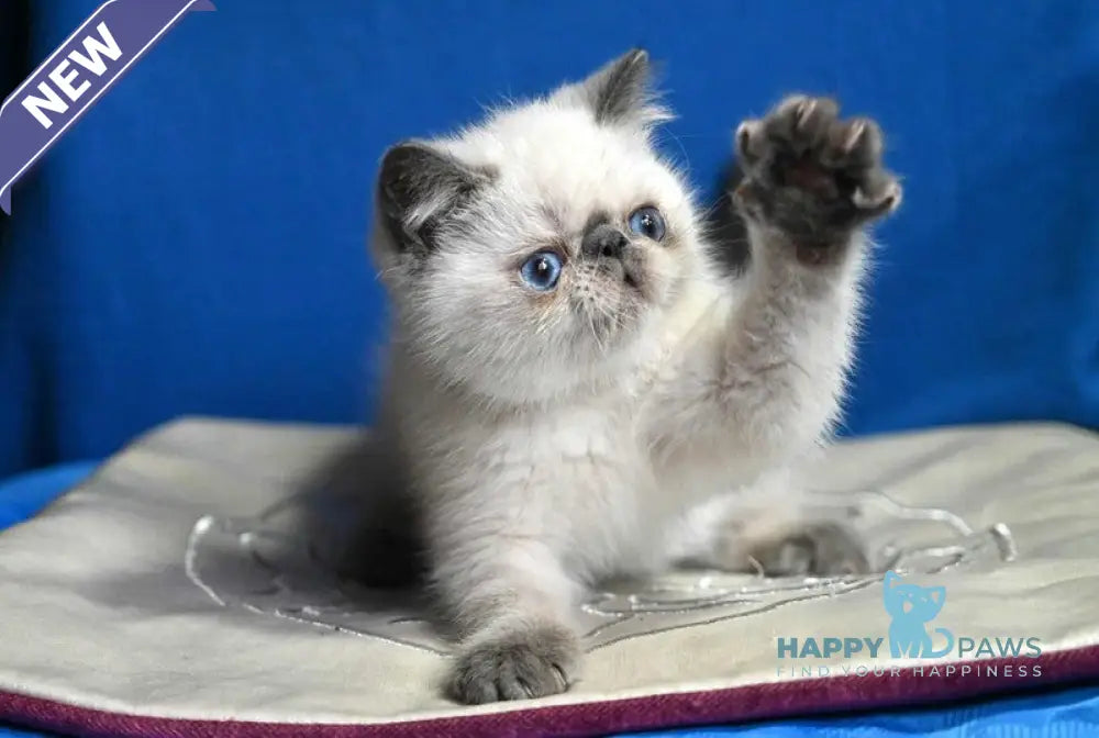 Unikum Exotic male blue pointed live animals