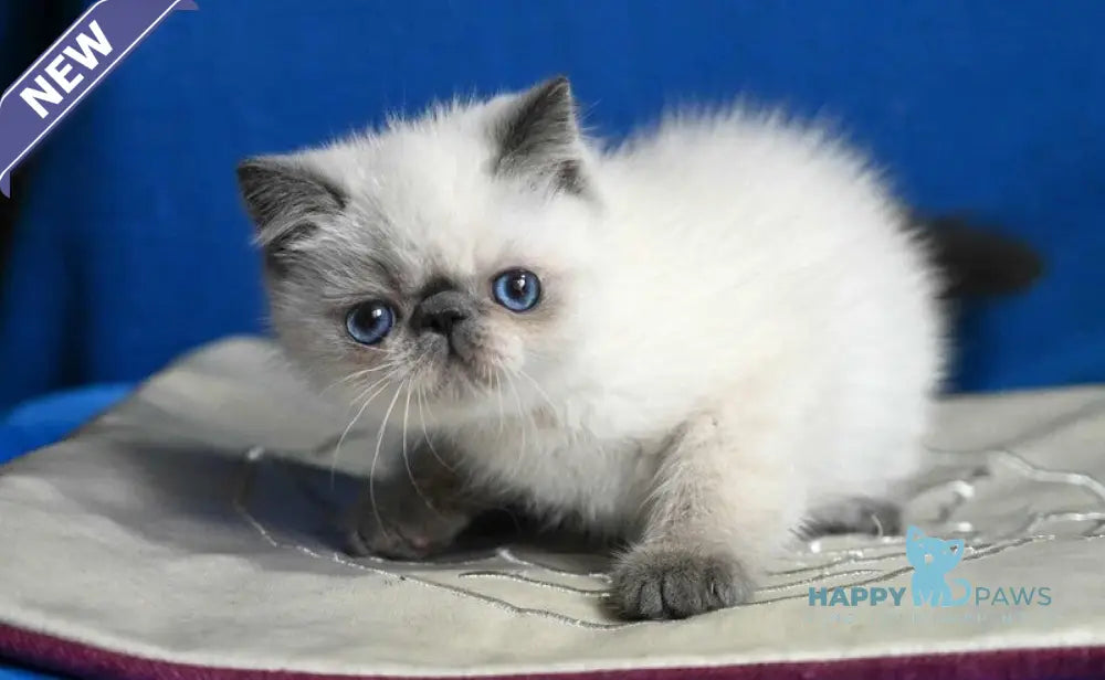 Unikum Exotic male blue pointed live animals