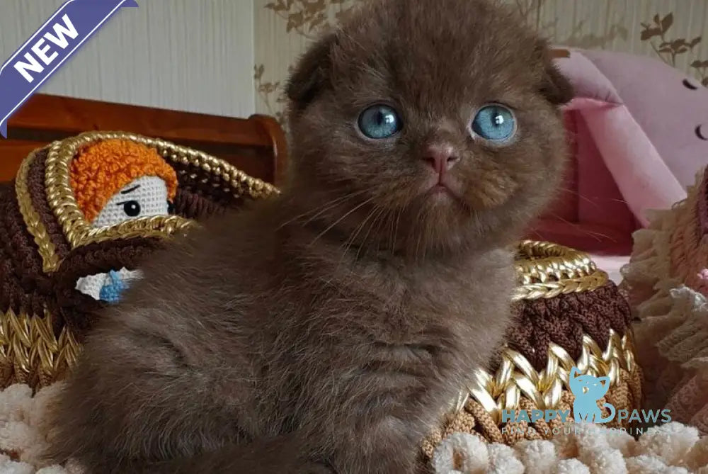 Unikum Scottish Fold male chocolate live animals