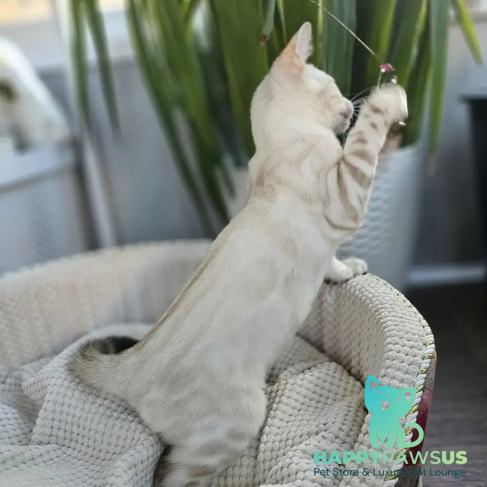 Unique Bengal male black spotted tabby pointed - live animals
