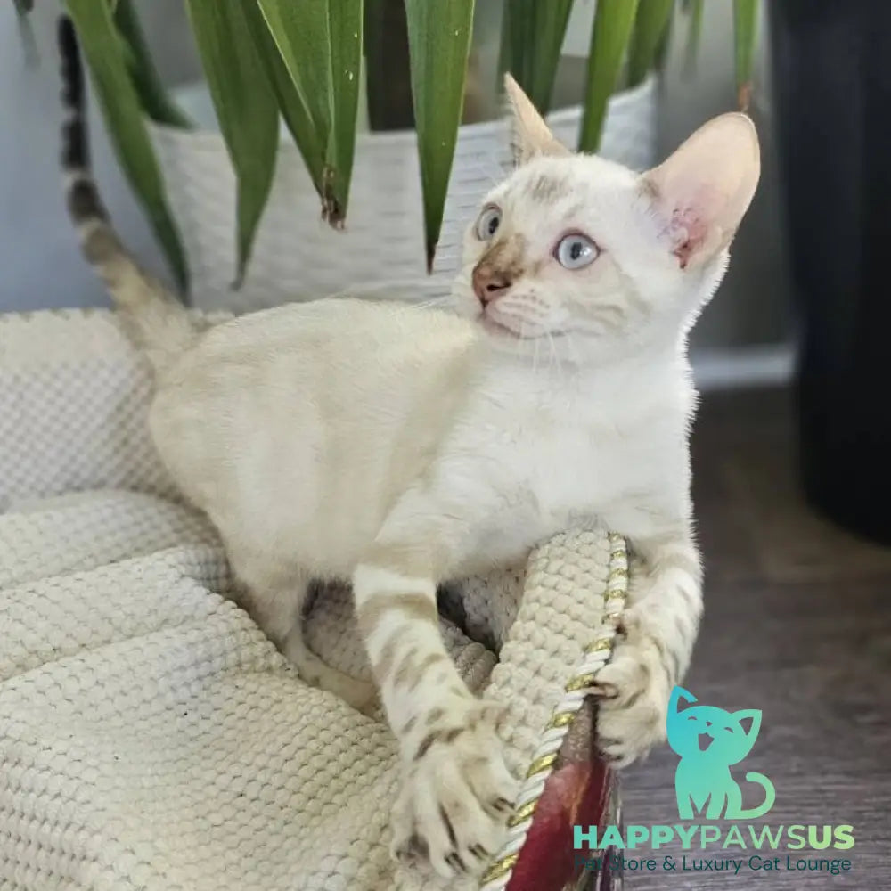 Unique Bengal male black spotted tabby pointed - live animals