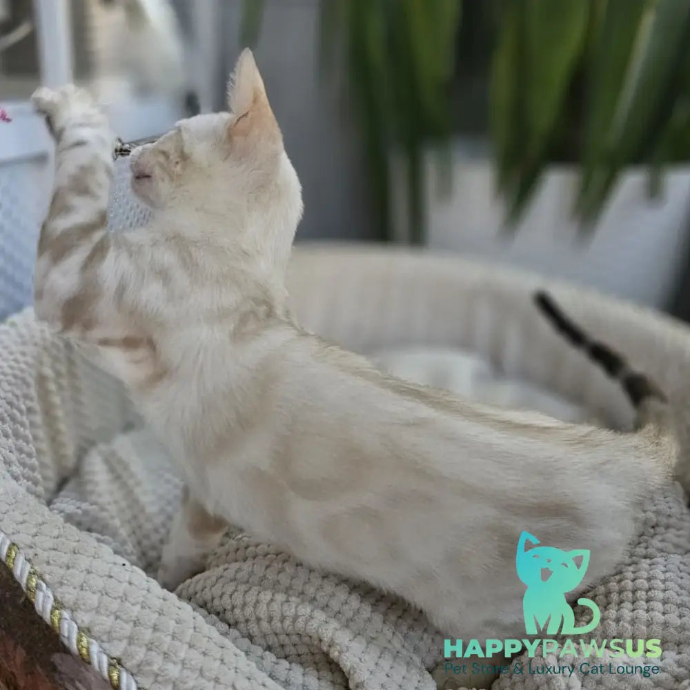 Unique Bengal male black spotted tabby pointed - live animals