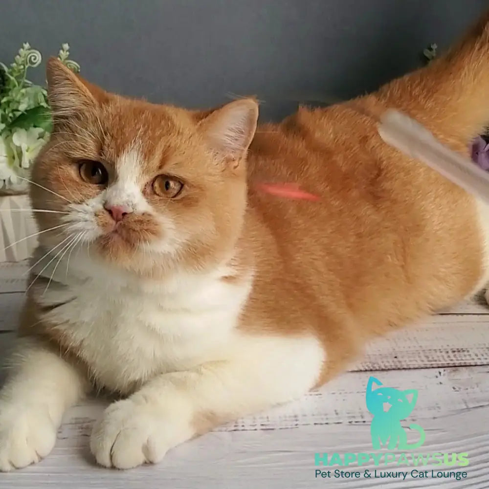 Unique British Shorthair male red bicolour - live animals