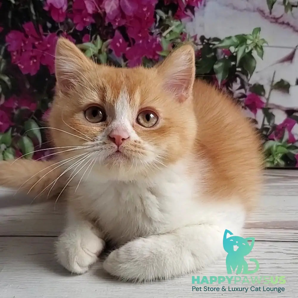 Unique British Shorthair male red bicolour - live animals