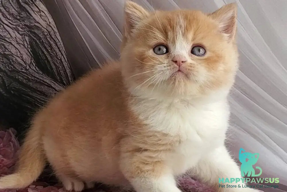 Unique British Shorthair male red bicolour - live animals