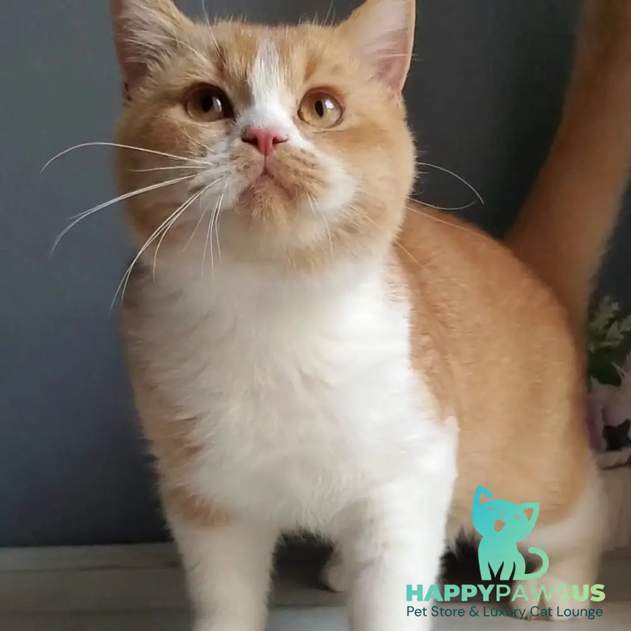 Unique British Shorthair male red bicolour - live animals