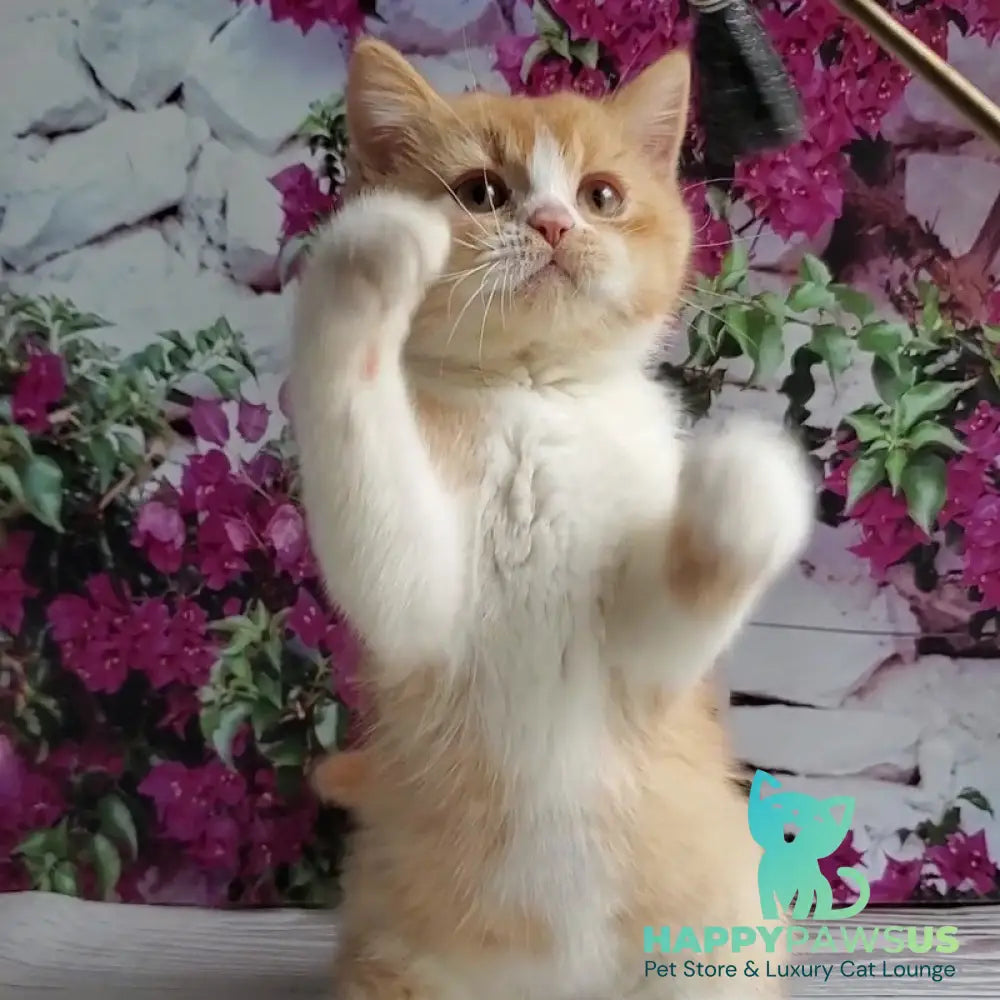 Unique British Shorthair male red bicolour - live animals