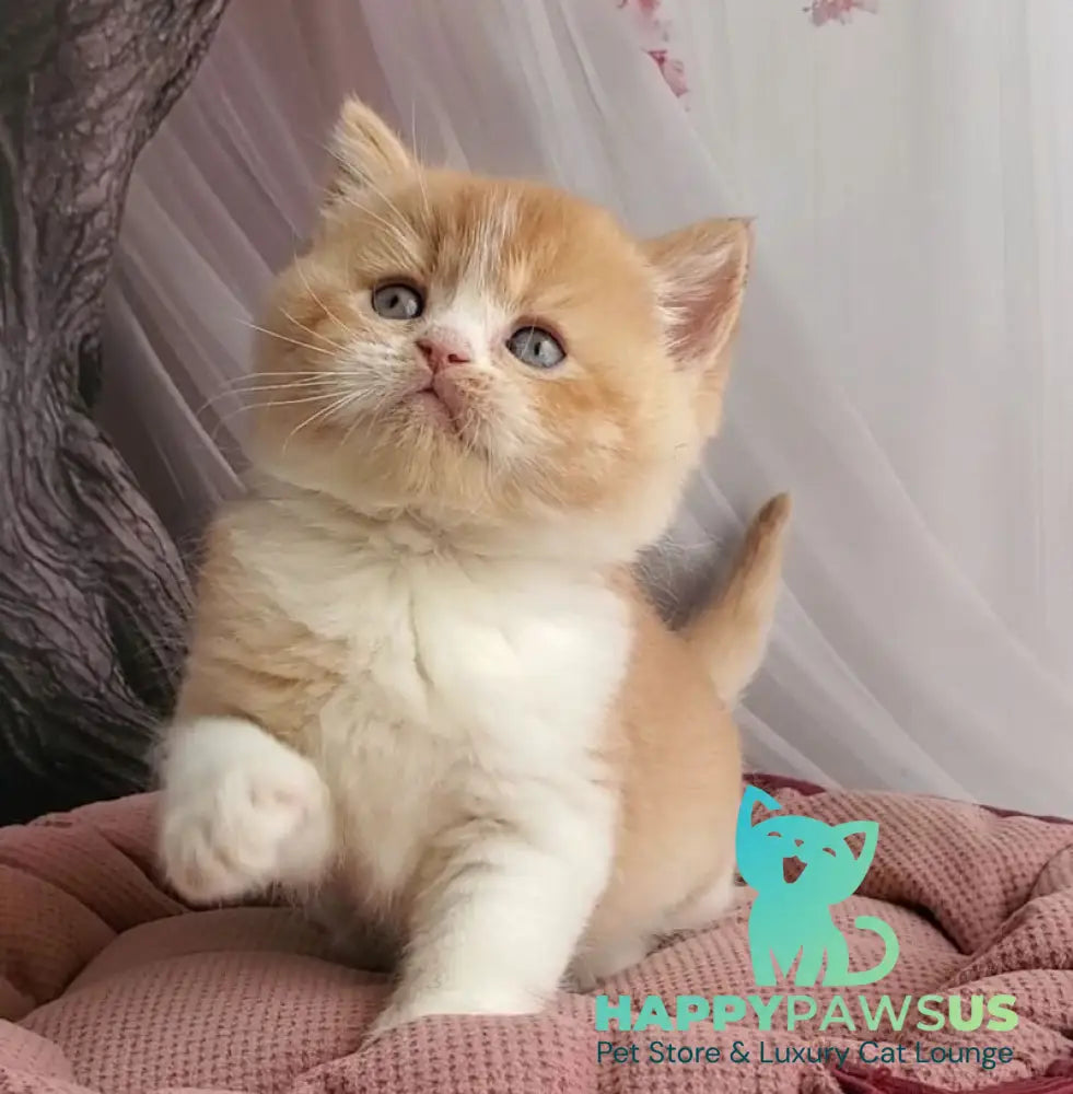 Unique British Shorthair male red bicolour - live animals