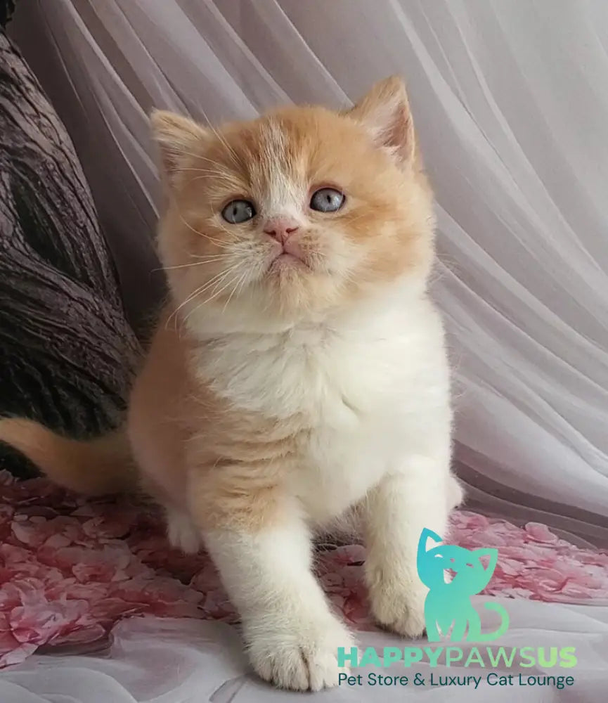 Unique British Shorthair male red bicolour - live animals