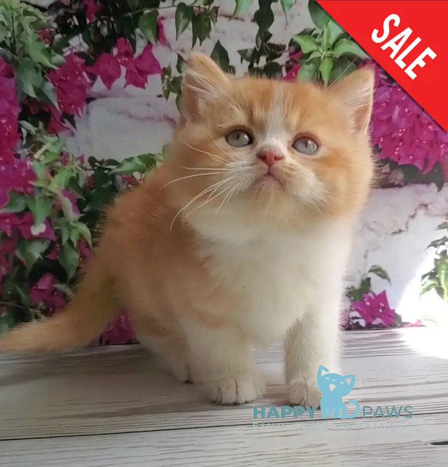 Unique British Shorthair male red bicolour - live animals