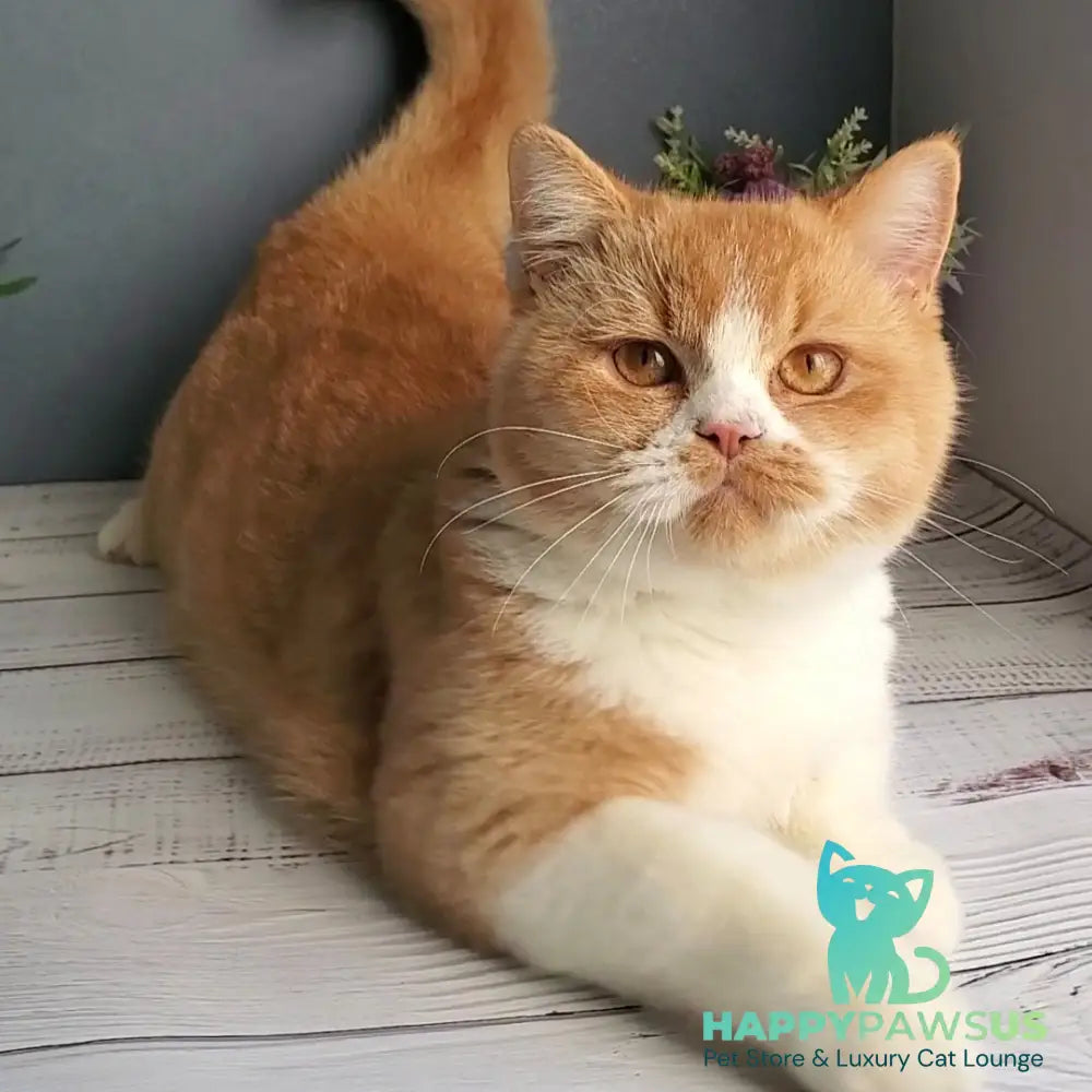 Unique British Shorthair male red bicolour - live animals