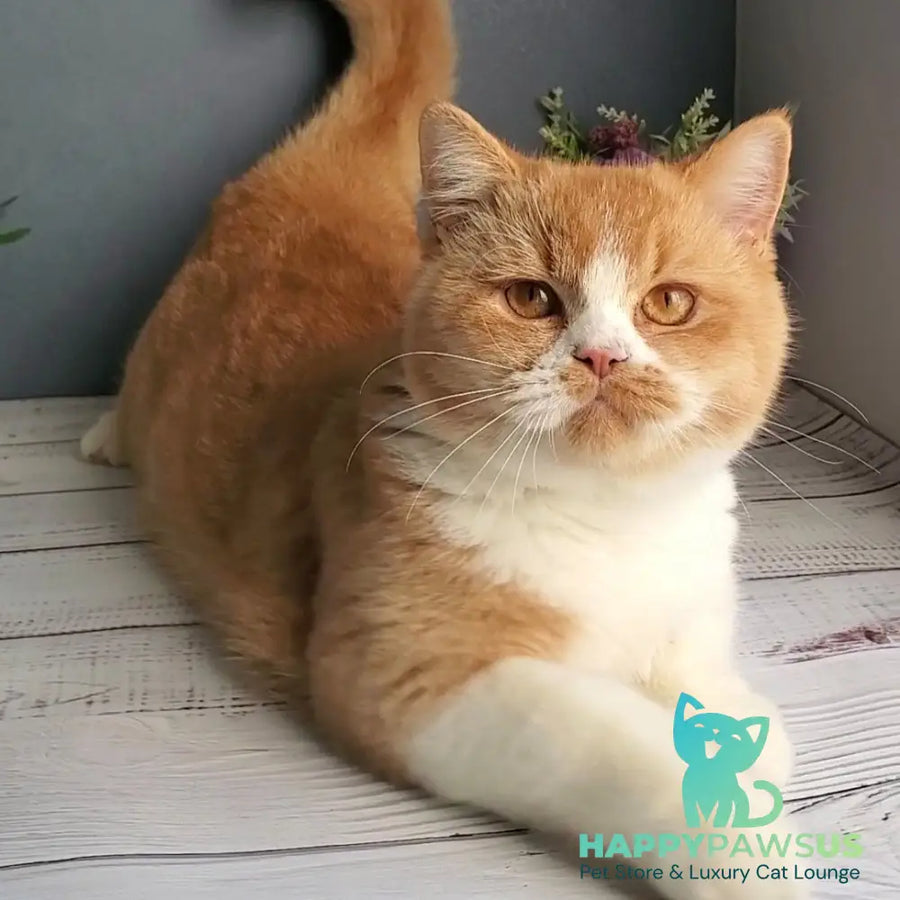 Unique British Shorthair male red bicolour - live animals