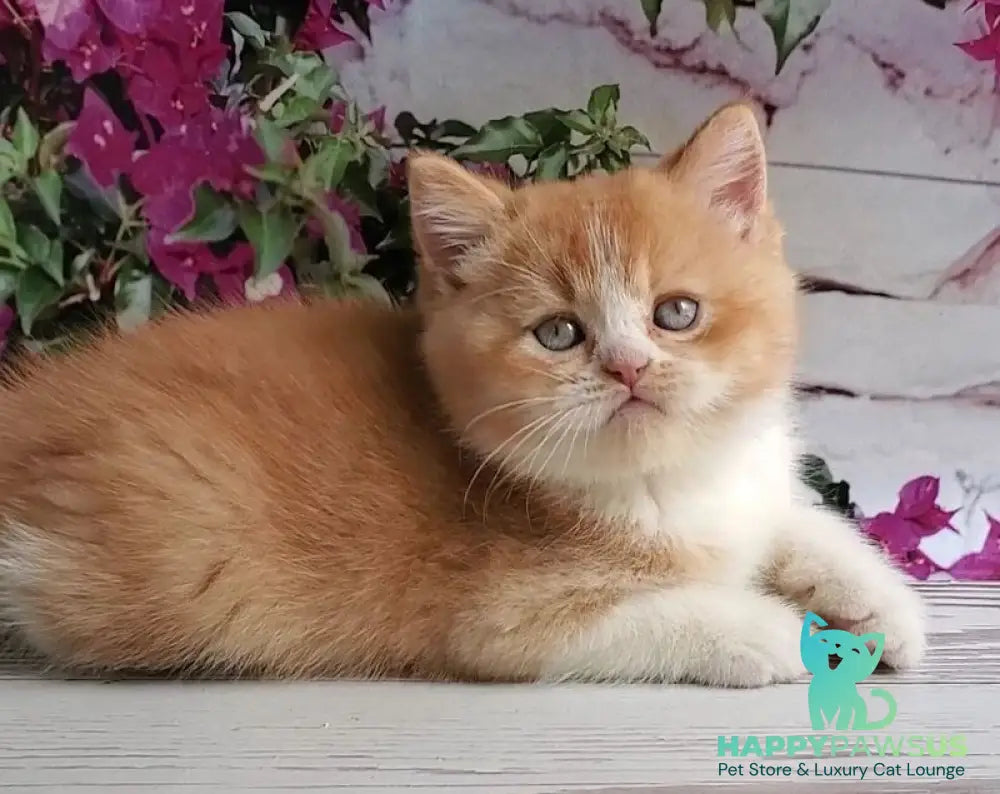 Unique British Shorthair male red bicolour - live animals