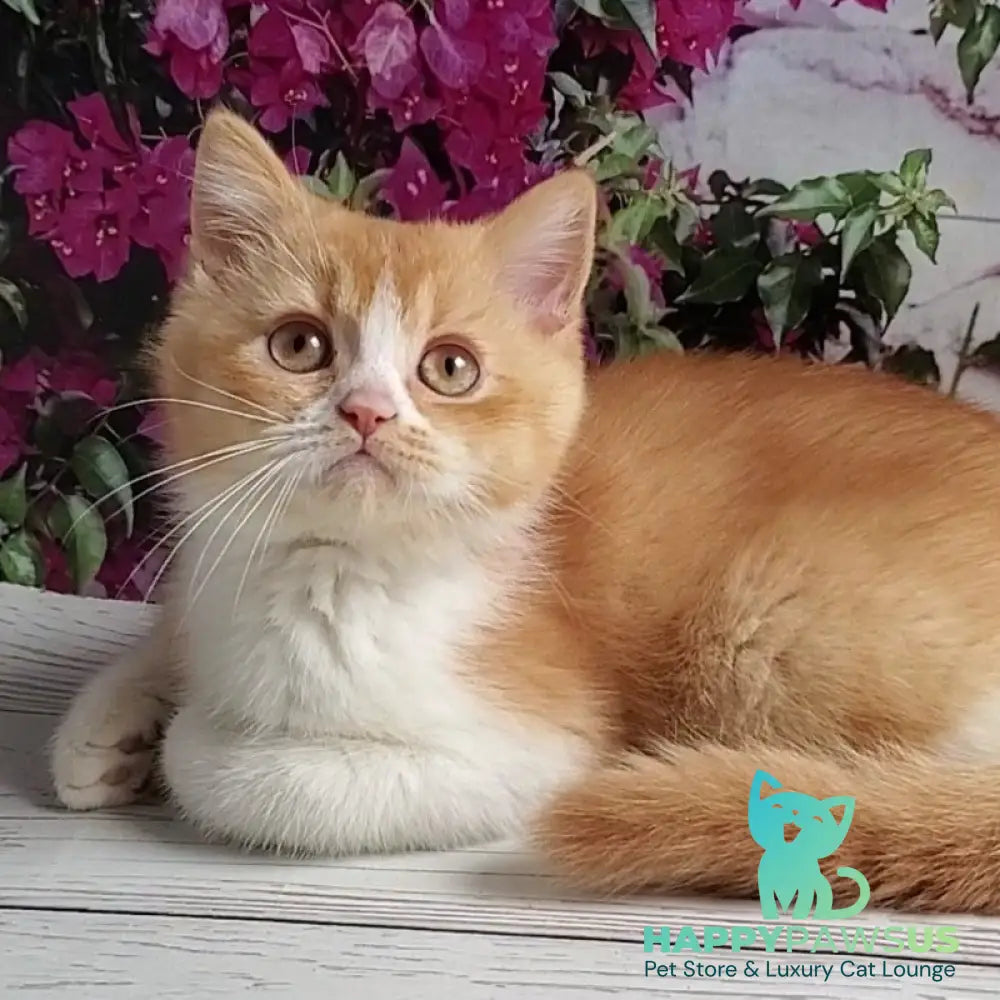 Unique British Shorthair male red bicolour - live animals