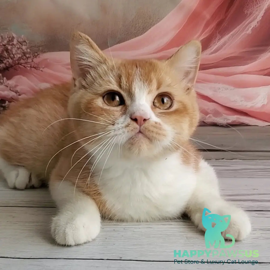 Unique British Shorthair male red bicolour - live animals