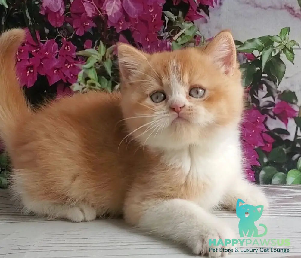 Unique British Shorthair male red bicolour - live animals