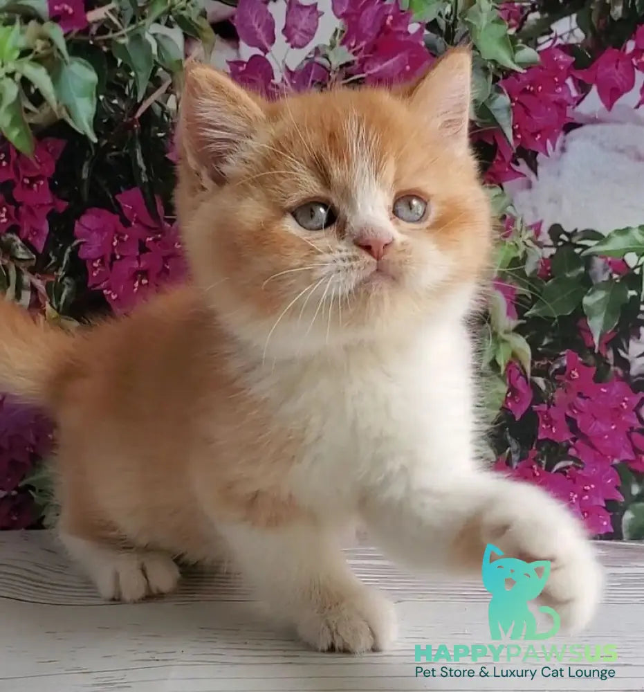 Unique British Shorthair male red bicolour - live animals