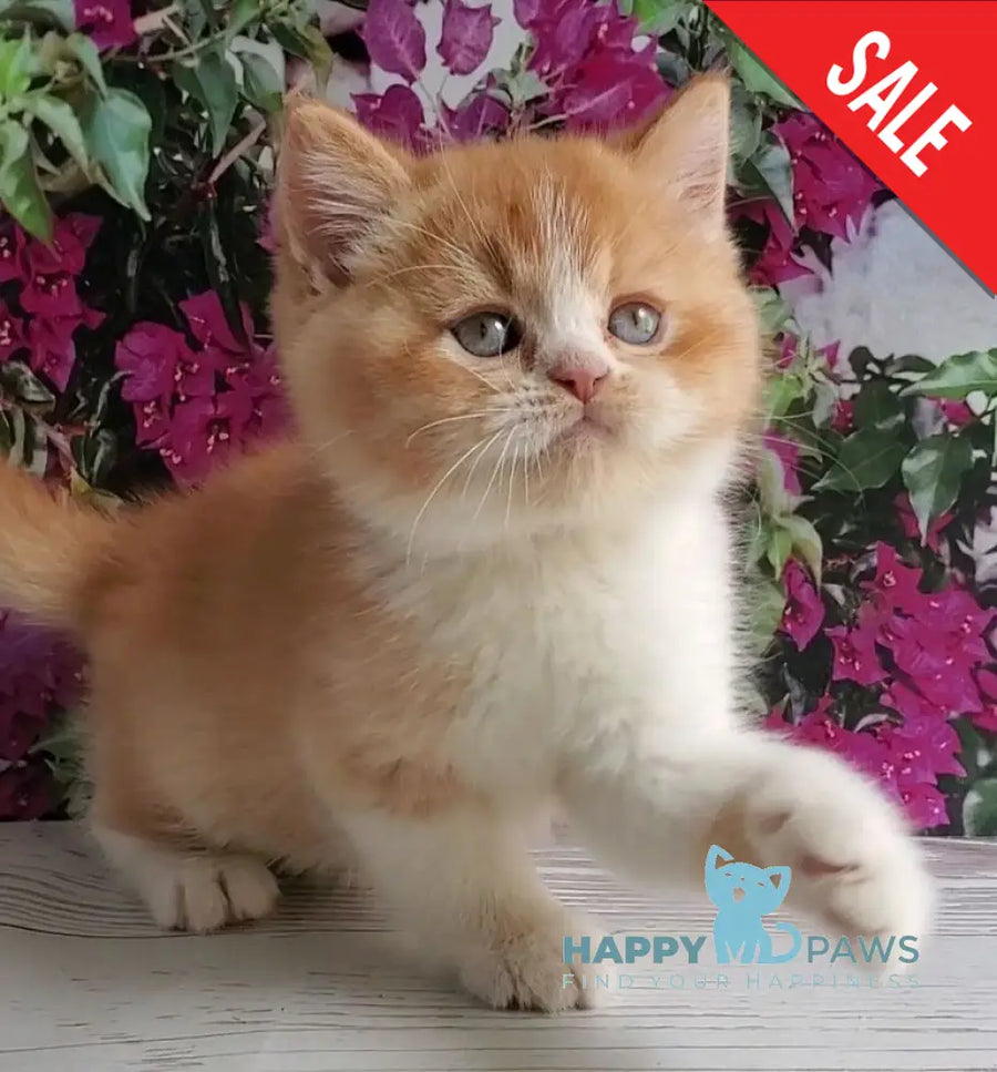 Unique British Shorthair male red bicolour - live animals