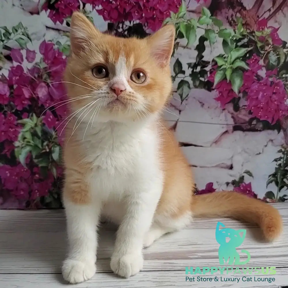 Unique British Shorthair male red bicolour - live animals