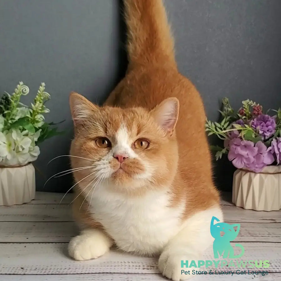 Unique British Shorthair male red bicolour - live animals