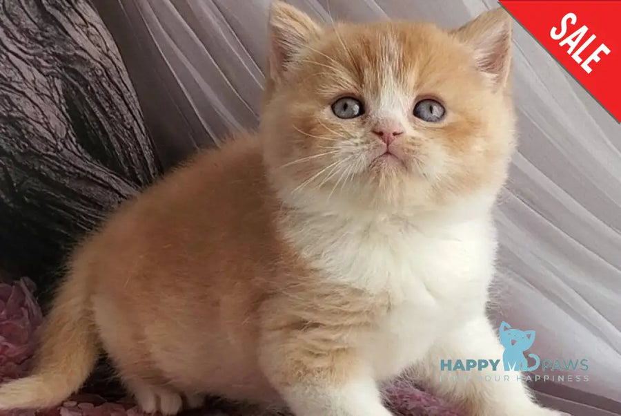 Unique British Shorthair male red bicolour - live animals