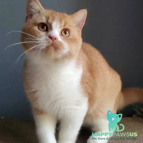 Unique British Shorthair male red bicolour - live animals