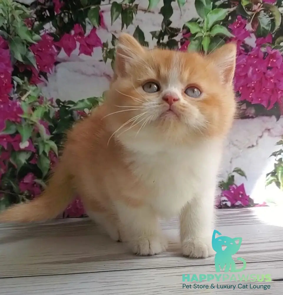 Unique British Shorthair male red bicolour - live animals