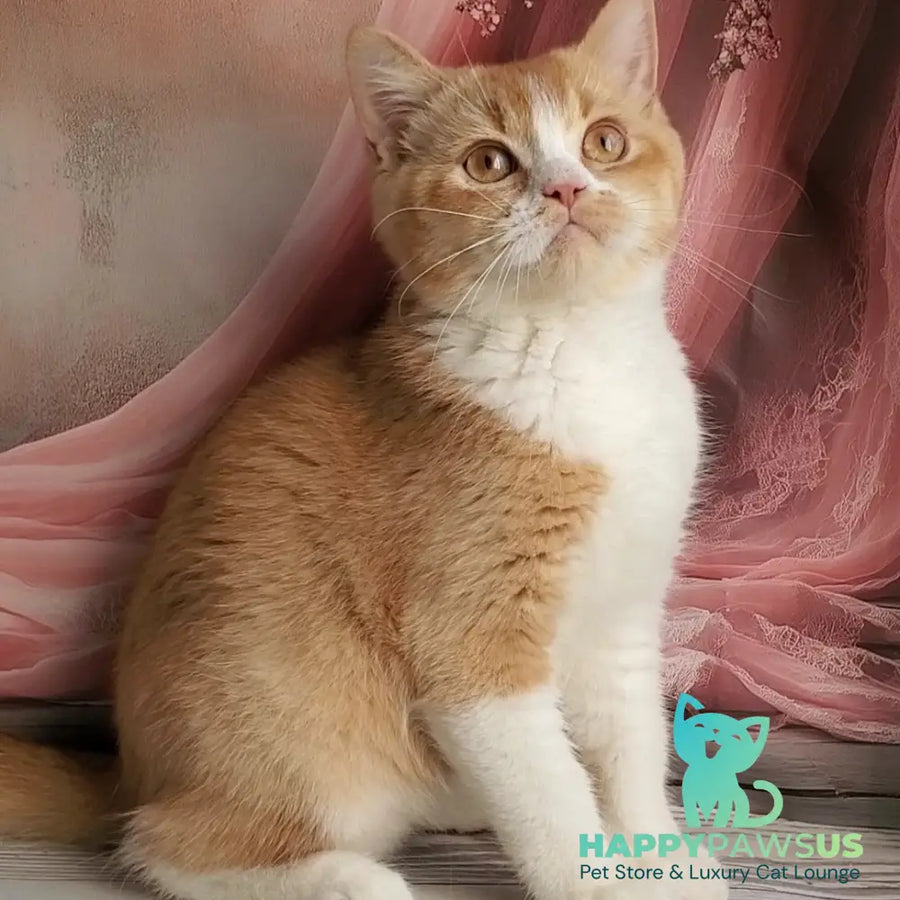 Unique British Shorthair male red bicolour - live animals