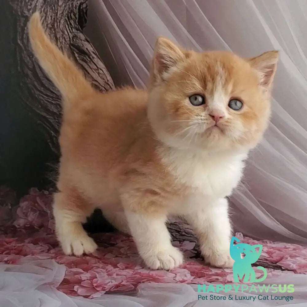 Unique British Shorthair male red bicolour - live animals