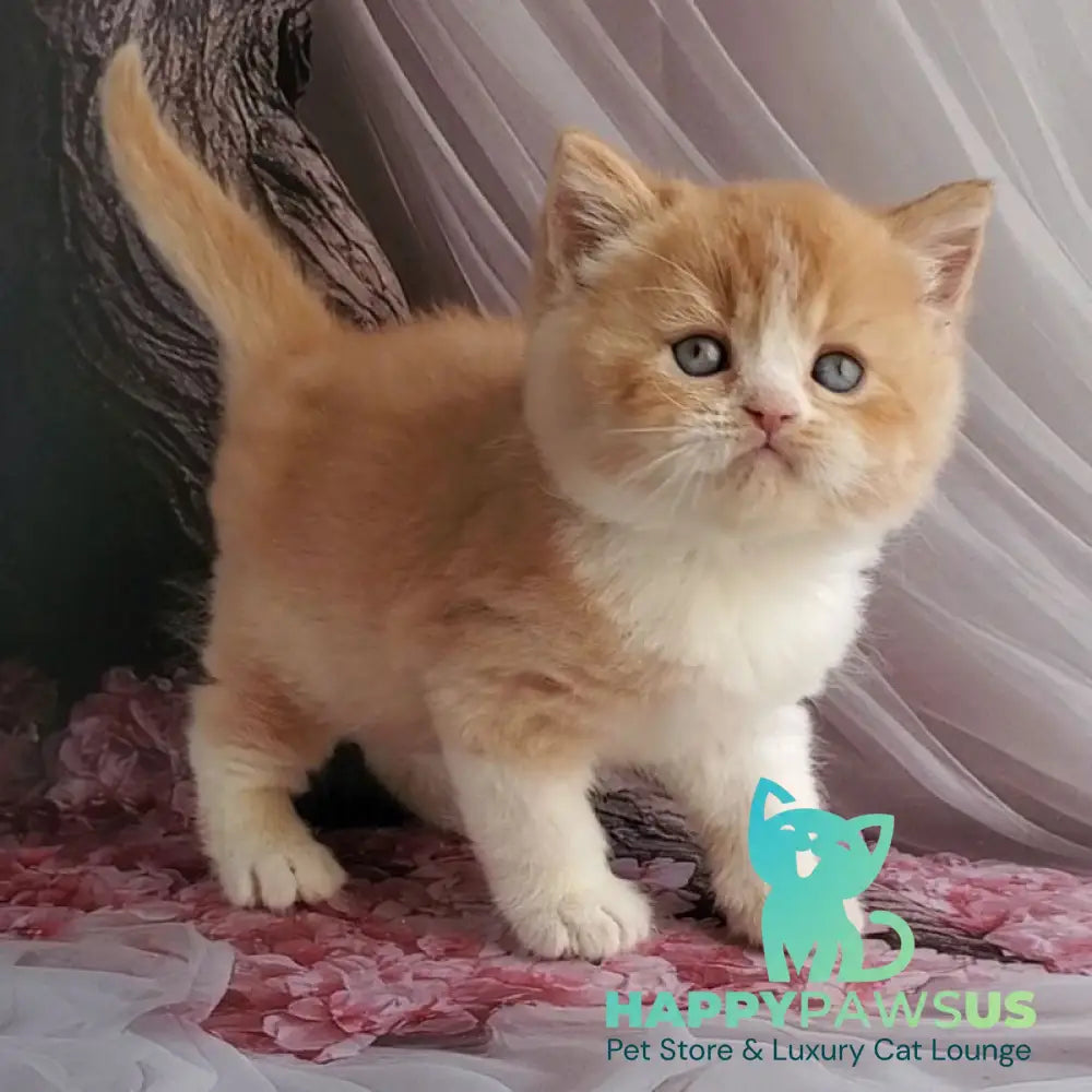 Unique British Shorthair male red bicolour - live animals