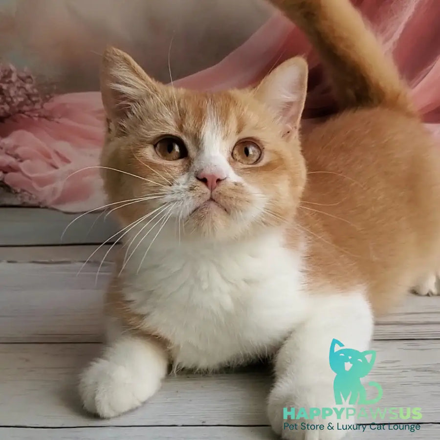 Unique British Shorthair male red bicolour - live animals
